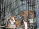 a1 all 3 in cage DSC00527.JPG (79932 bytes)
