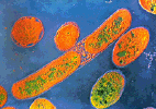 bacteria2.gif (22869 bytes)