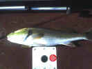 red fish may 27 masquito lagoon.jpg (22851 bytes)